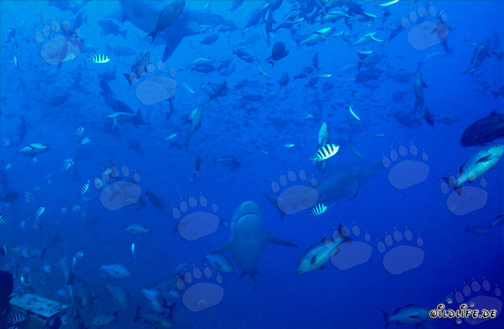 Peces coralinos fascinantes e impresionantes tiburones toro en la laguna de Beqa, Fiji