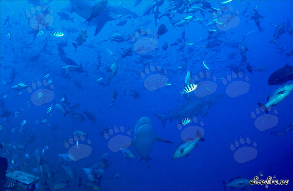 Affascinanti pesci corallini e impressionanti squali toro nella laguna di Beqa, Figi