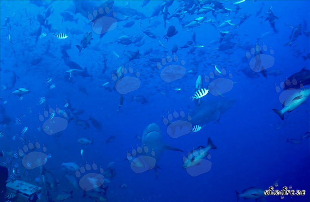 Poissons coralliens fascinants et impressionnants requins bouledogues dans le lagon de Beqa, Fidji