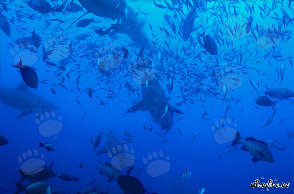 Impressive bull sharks surrounded by a variety of fishes