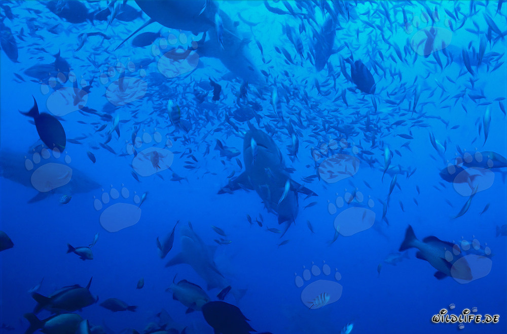 Imposante Bullenhaie umgeben von einer Vielzahl von Fischen
