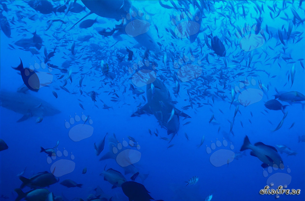 Requins bouledogues imposants entourés d'une multitude de poissons