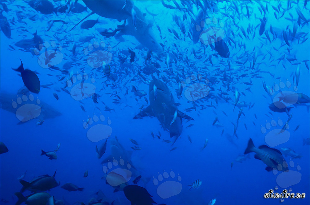 Impressionanti squali toro circondati da una varietà di pesci