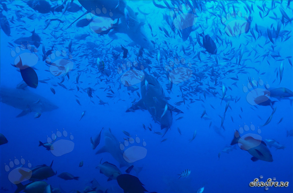Impresionantes tiburones toro rodeados de una variedad de peces