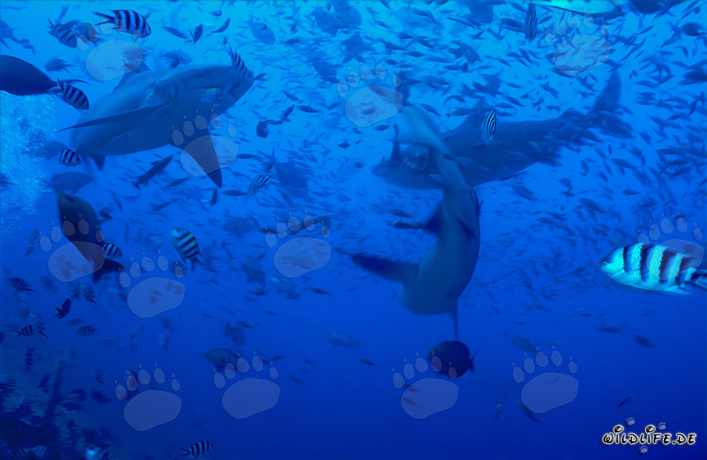 Impressive Bull Sharks surrounded by vibrant reef fish