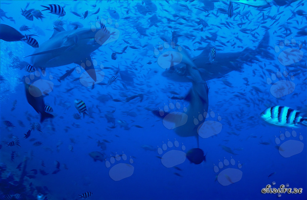 Requins-bouledogues imposants entourés de poissons de récif animés