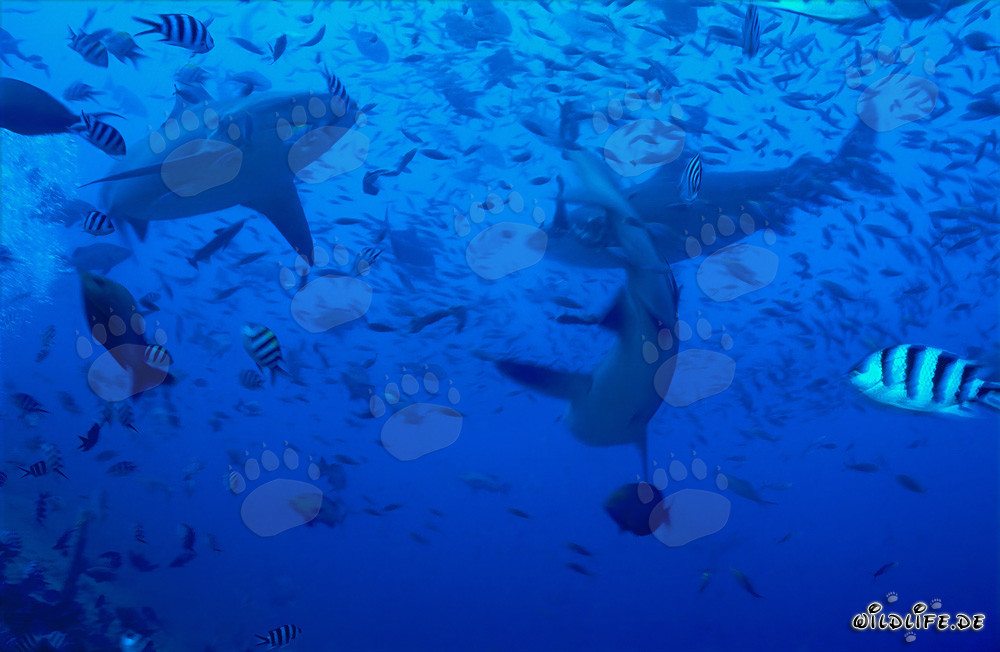 Imponenti squali toro circondati da vivaci pesci di barriera