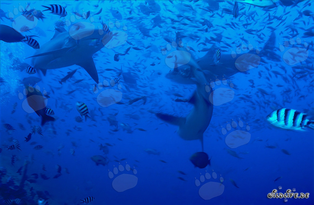 Impresionantes tiburones toro rodeados de animados peces de arrecife