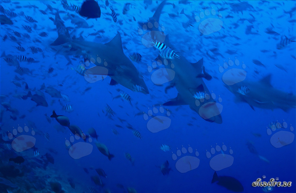 Impressive Bull Sharks in a Stunning School of Fish