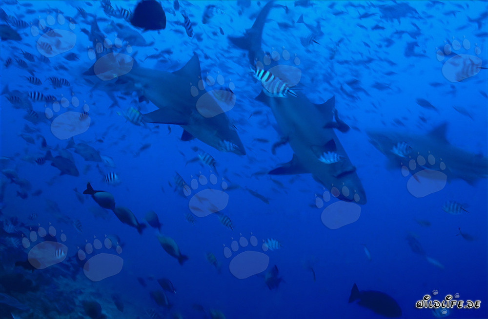 Imposante Bullenhaie in einer beeindruckenden Fischansammlung