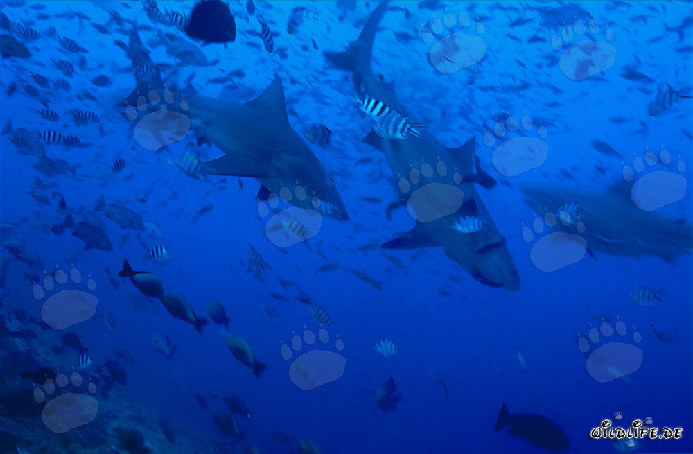 Imponenti squali toro in mezzo a un impressionante banco di pesci