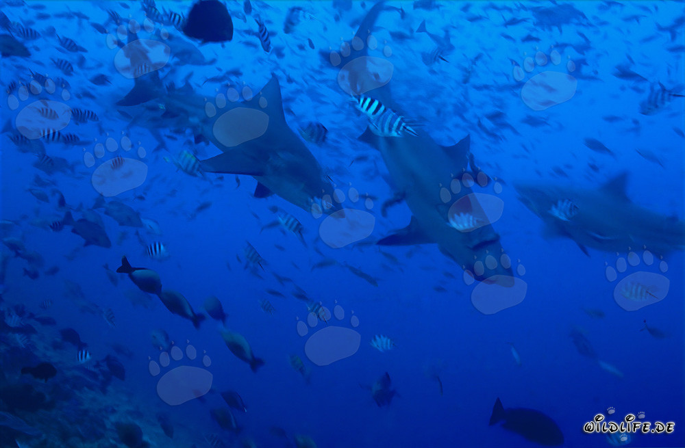 Impresionantes tiburones toro rodeados de un impresionante banco de peces
