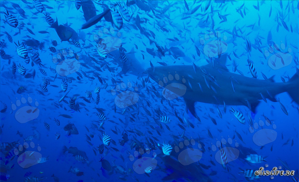 Impressive Bull Sharks swimming amidst a concentration of fish