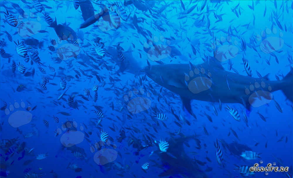 Imposante Bullenhaie schwimmen inmitten einer Fischschwarmkonzentration