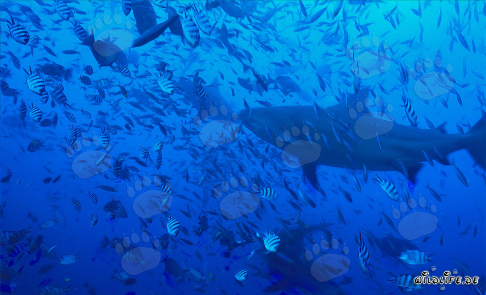 Impressionnant requins taureaux nageant au milieu d'une concentration de poissons