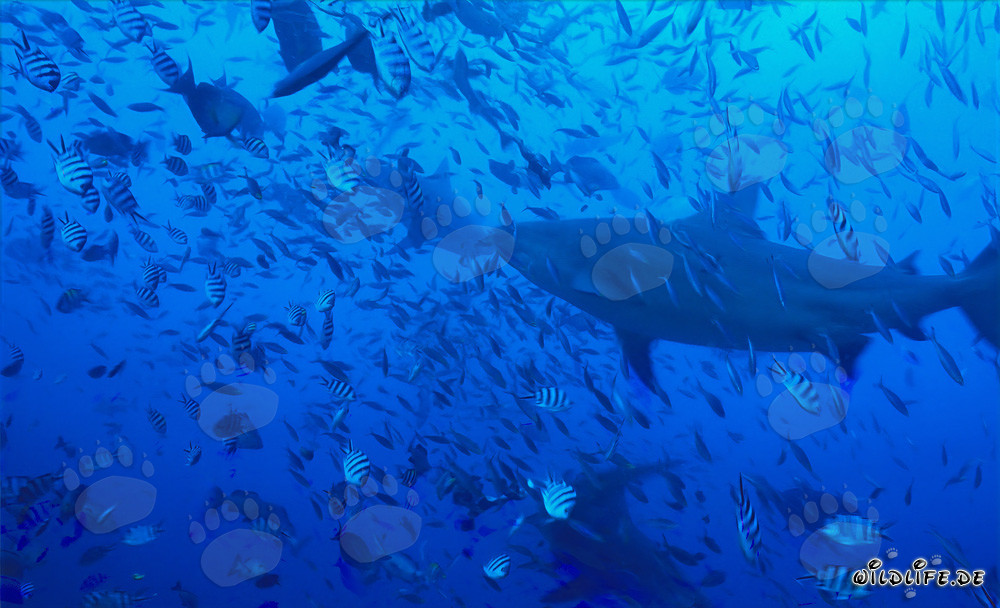 Impresionantes tiburones toro nadando en medio de una concentración de peces