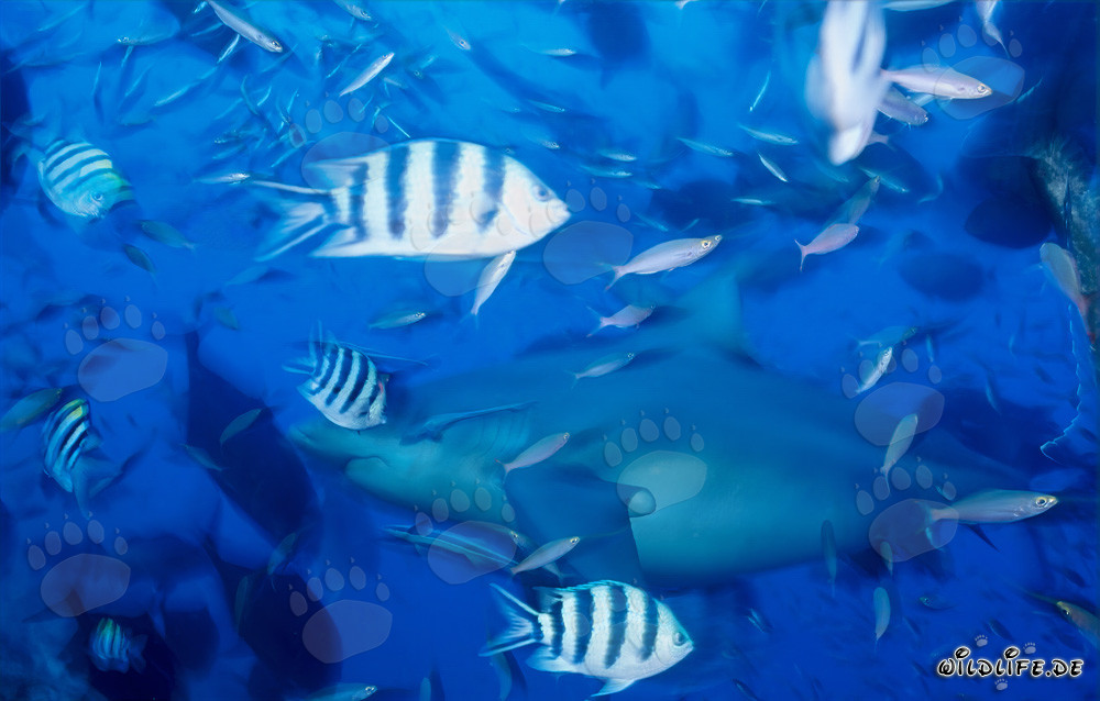 Faszinierender Bullenhai inmitten einer Fischkonzentration