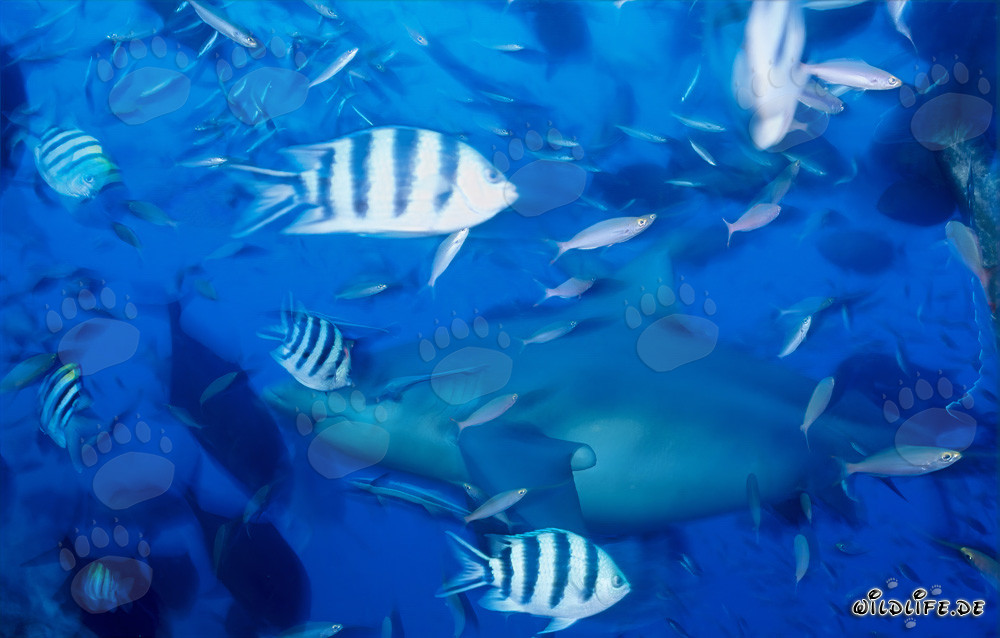 Fascinante tiburón toro en medio de una concentración de peces