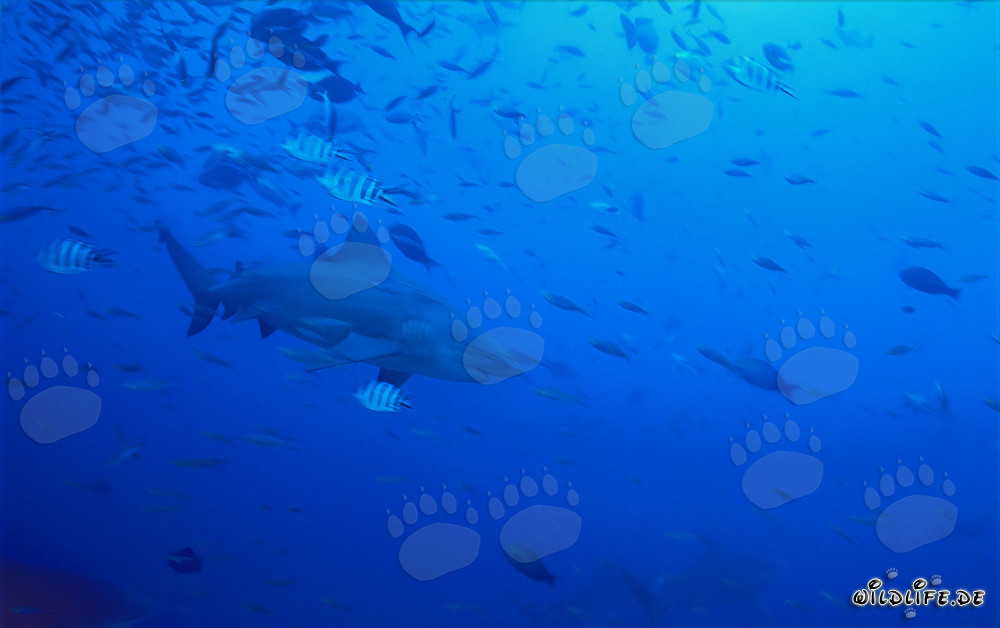 Impressive Bull Shark in Clear Water near Tropical Reef