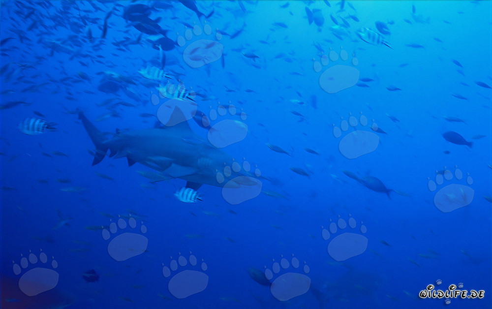 Imposanter Bullenhai im klaren Wasser vor tropischem Riff