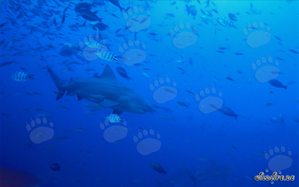 Imponente squalo toro in acque cristalline di fronte a una barriera corallina tropicale