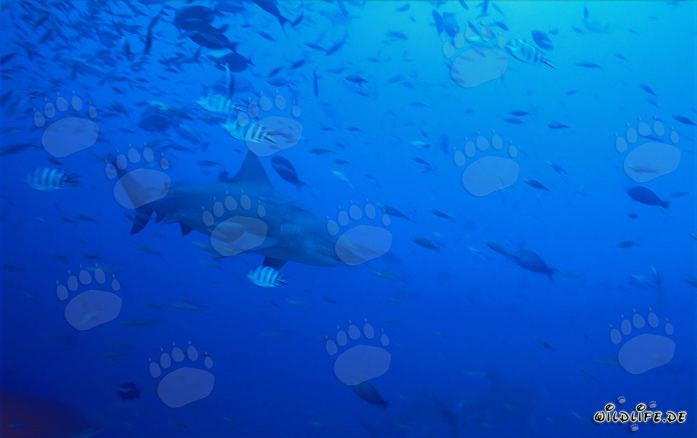 Impresionante tiburón toro en aguas claras frente a un arrecife tropical