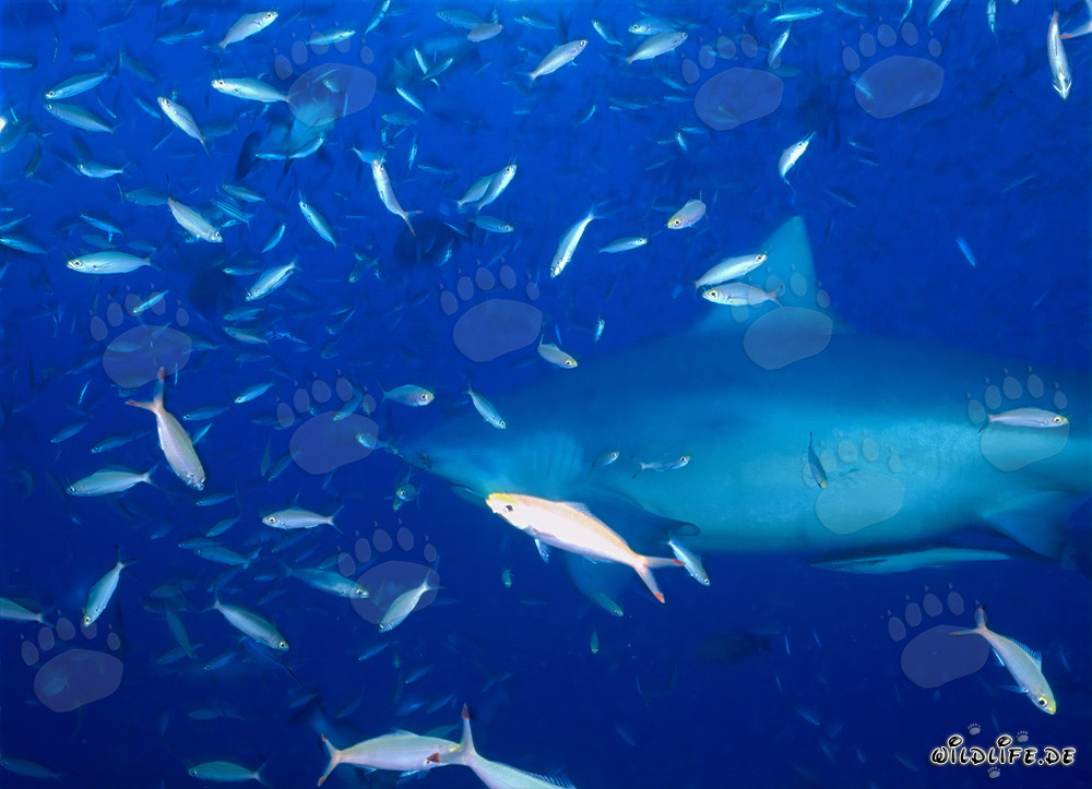 Bull Shark surrounded by a multitude of fishes