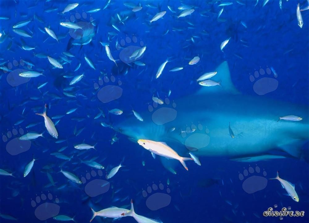 Bullenhai umgeben von einer Vielzahl von Fischen
