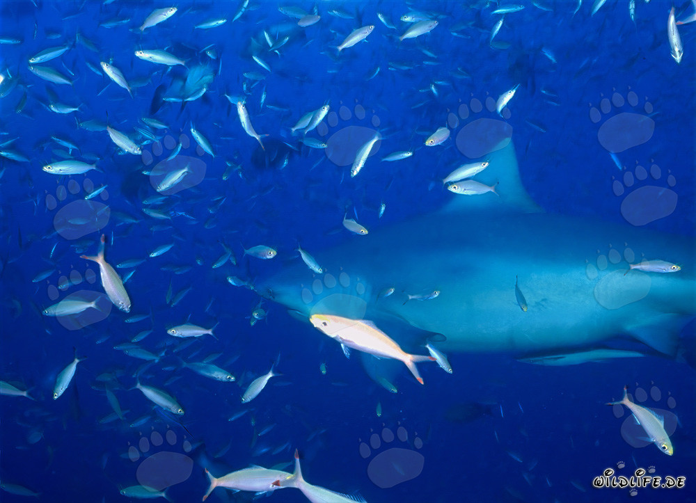 Requin taureau entouré d'une variété de poissons