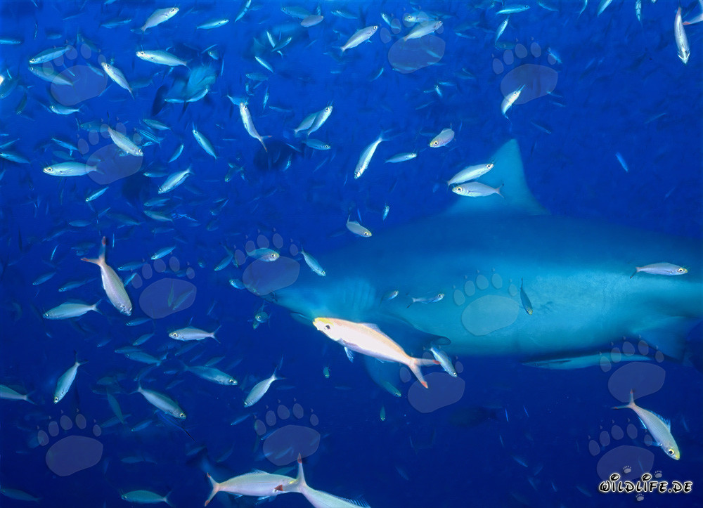 Tiburón toro rodeado de una variedad de peces