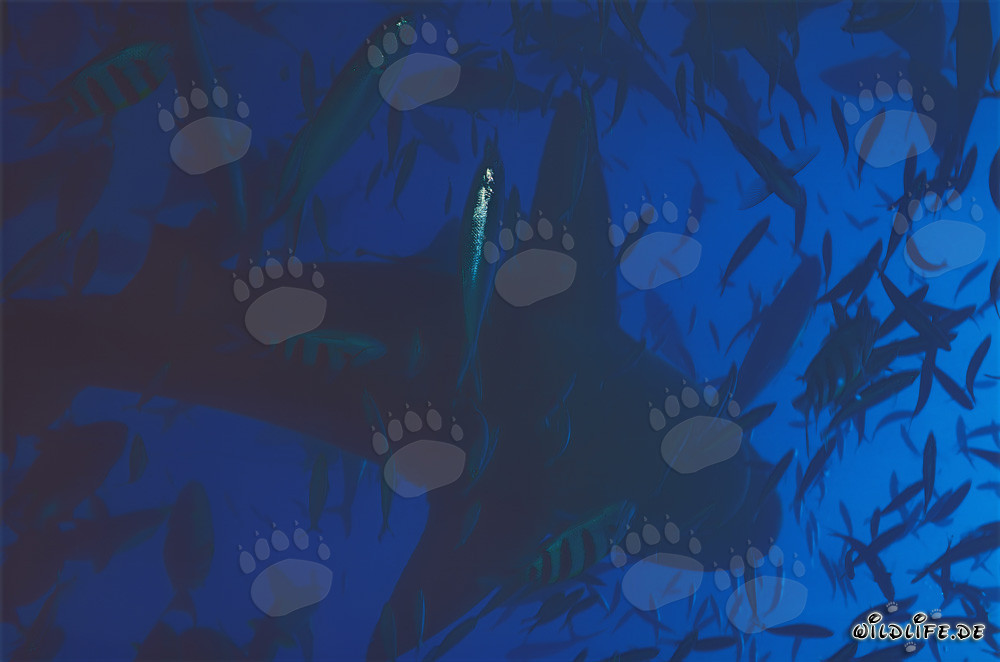 Impressionnant requin taureau en contre-jour