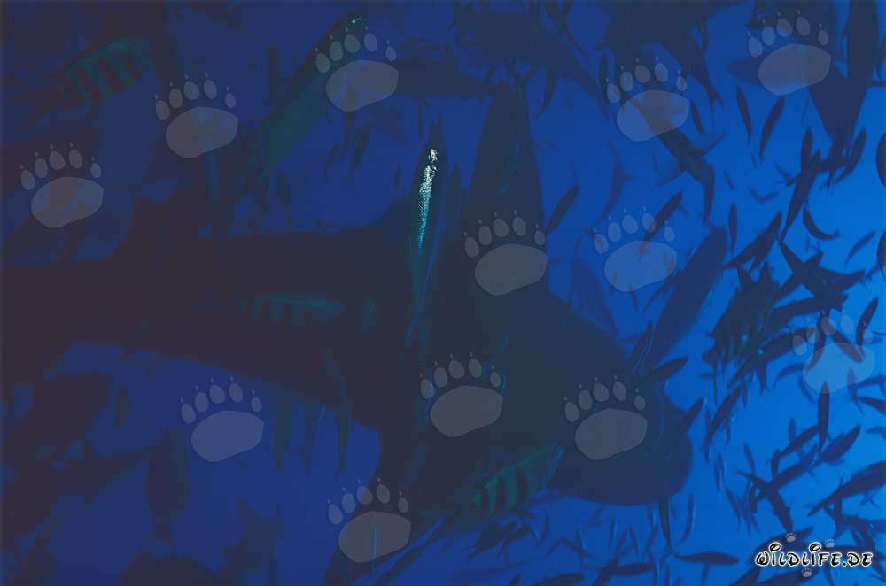 Affascinante squalo toro controluce