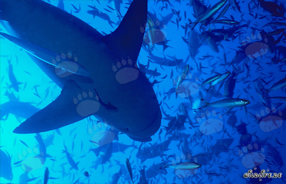 Bull Shark silhouette underwater surrounded by school of fish in Fiji