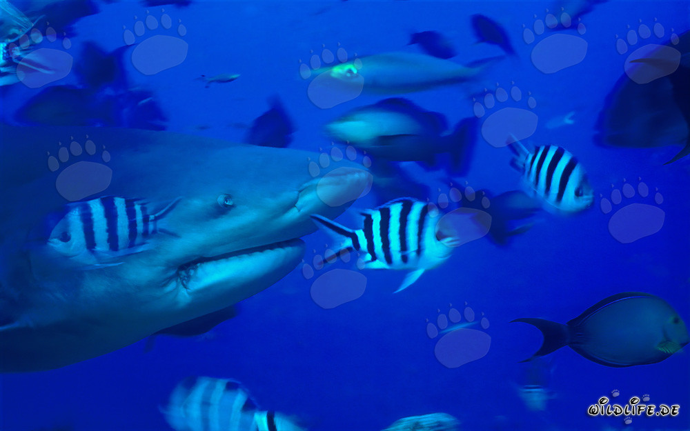 Impressive portrait of a Bull Shark in Beqa Lagoon, Fiji