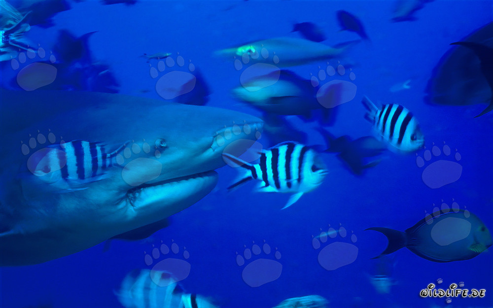 Imposantes Porträt eines Bullenhais in der Beqa Lagune, Fiji