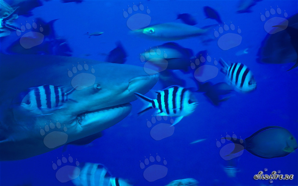 Portrait impressionnant d'un requin taureau dans le lagon de Beqa, Fidji