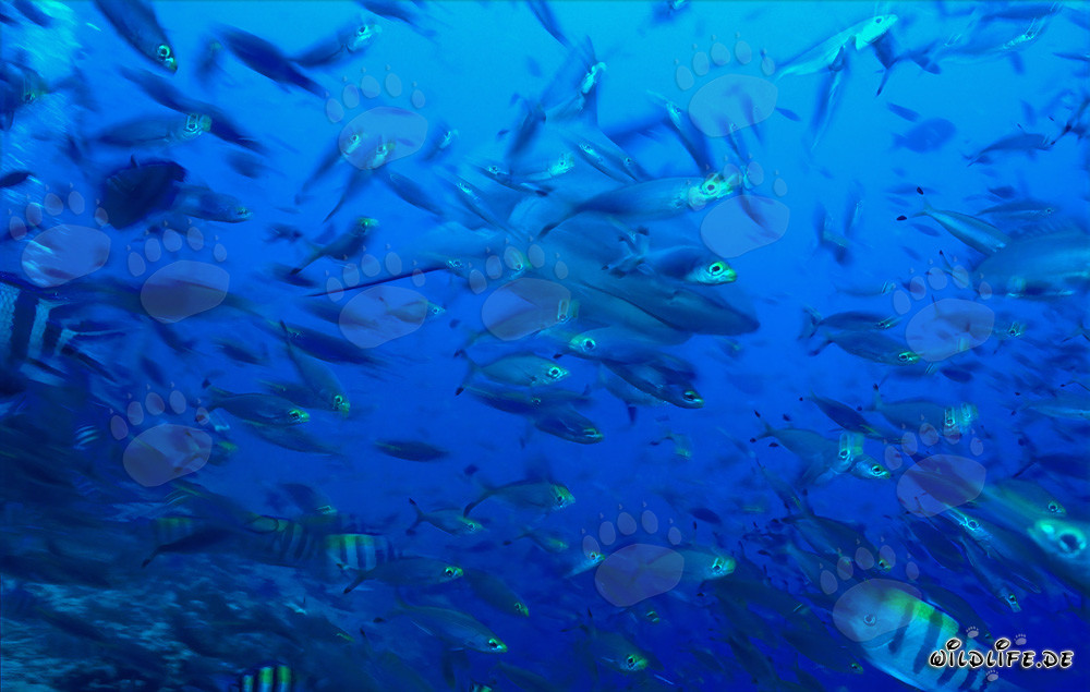 Impressive bull shark surrounded by coral fish in tropical Beqa Lagoon in Fiji