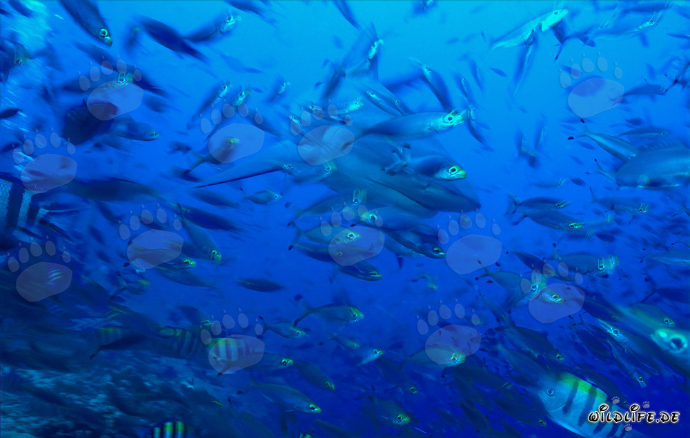 Imposanter Bullenhai umgeben von Korallenfischen in tropischer Beqa Lagune auf Fidschi