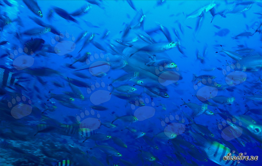 Impressionnant requin-bouledogue entouré de poissons coralliens dans la lagune tropicale de Beqa aux Fidji