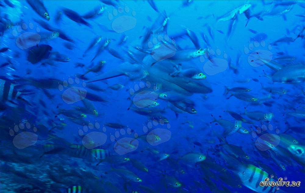 Imponente squalo toro circondato da pesci corallini nella laguna tropicale di Beqa alle Figi