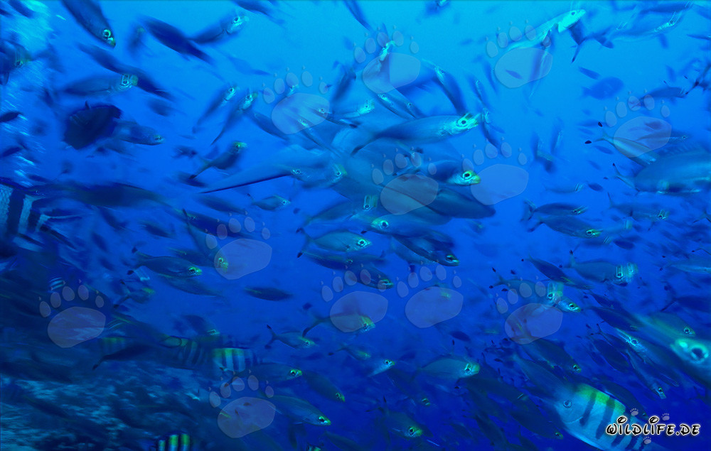 Impresionante tiburón toro rodeado de peces de coral en la laguna tropical de Beqa en Fiji