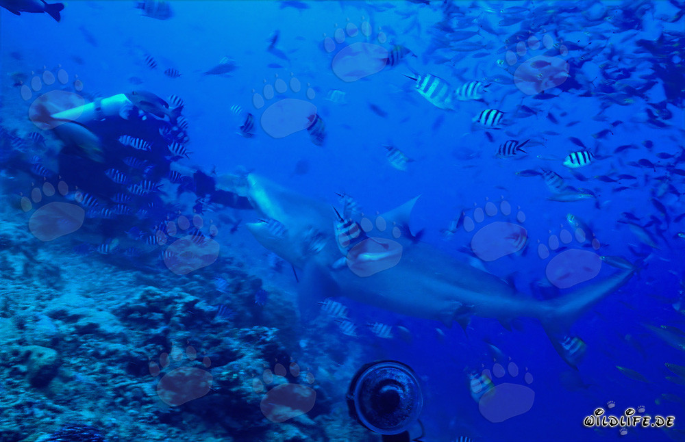 Impressive bull shark bravely takes the fish bait