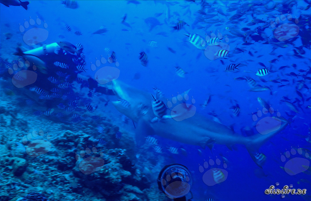 Un impressionante squalo toro coraggiosamente abbocca all'esca