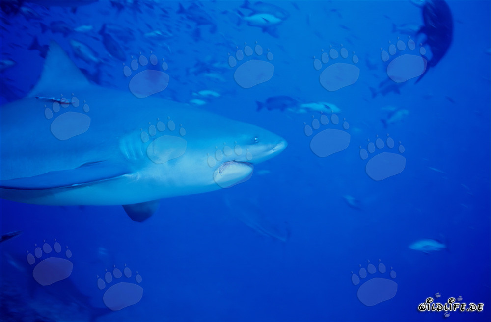 Imponente ritratto di uno squalo toro (Carcharhinus leucas) di fronte a uno scenario mozzafiato