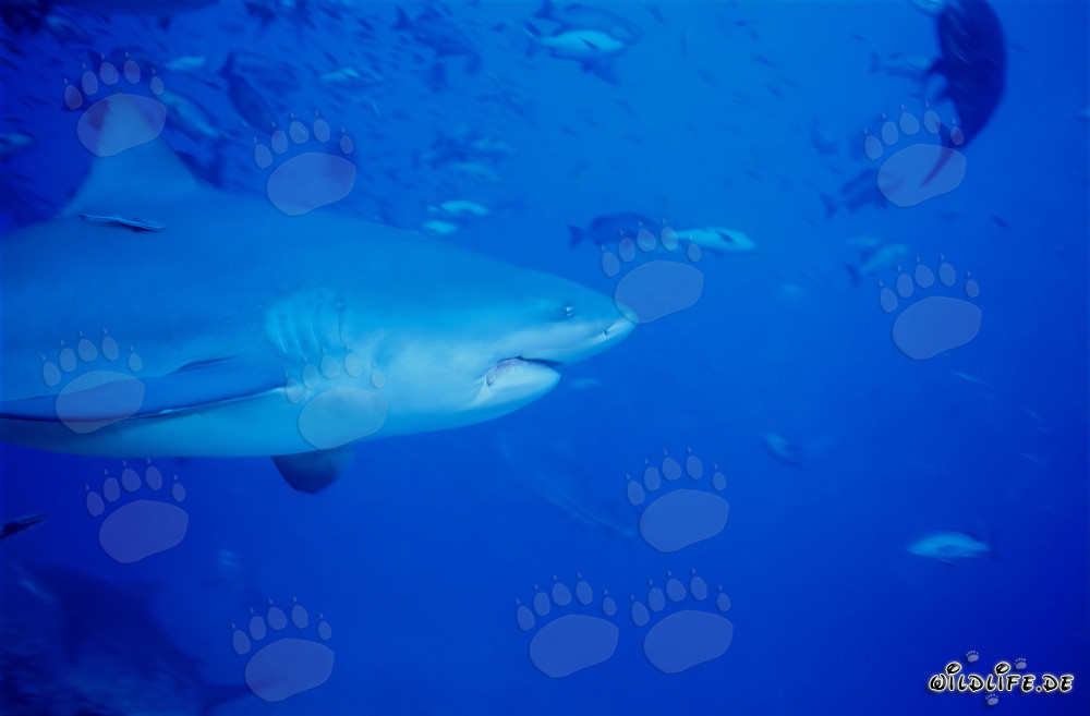 Imposantes Porträt eines Bullenhais (Carcharhinus leucas) vor atemberaubender Kulisse