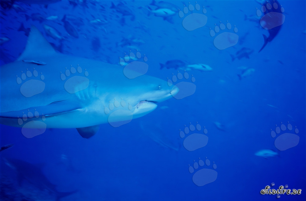 Impressive portrait of a Bull Shark (Carcharhinus leucas) against a stunning backdrop