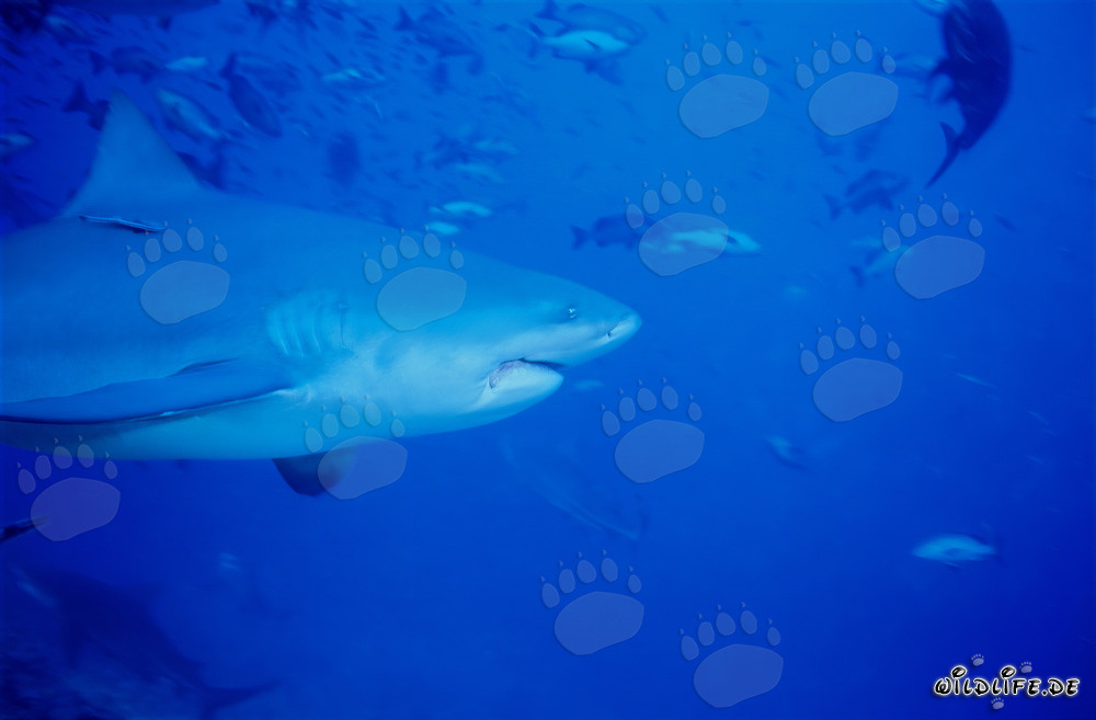 Retrato imponente de un tiburón toro (Carcharhinus leucas) frente a un paisaje impresionante