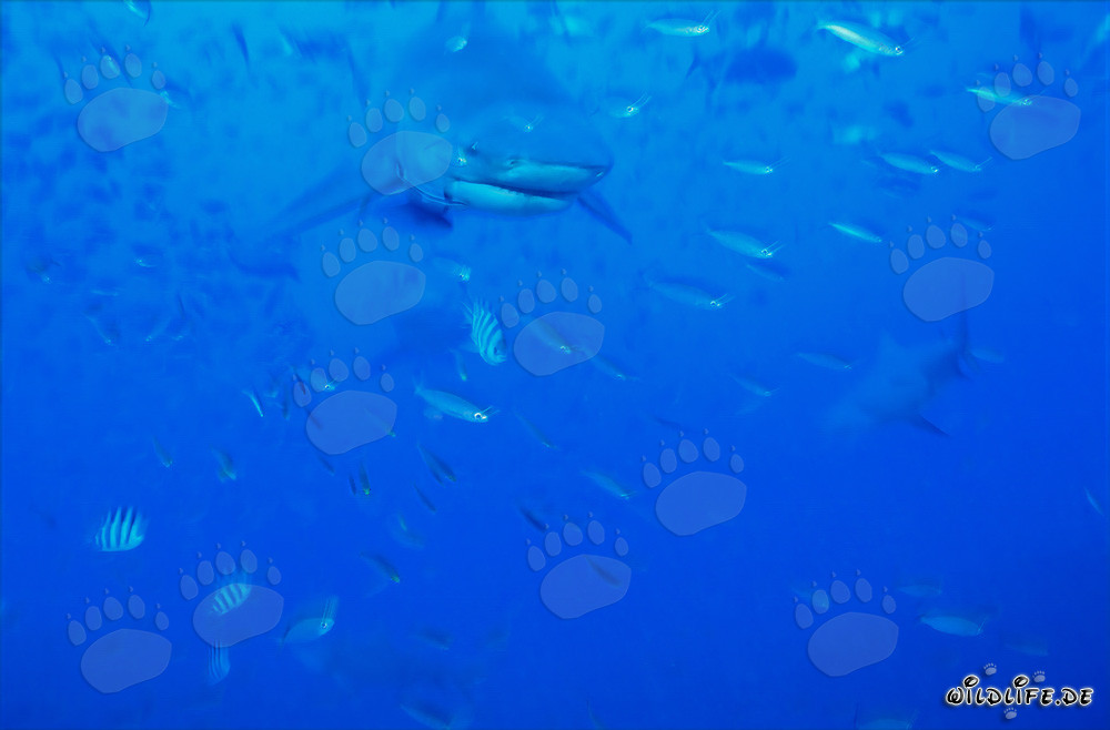 Bull shark in the Beqa lagoon