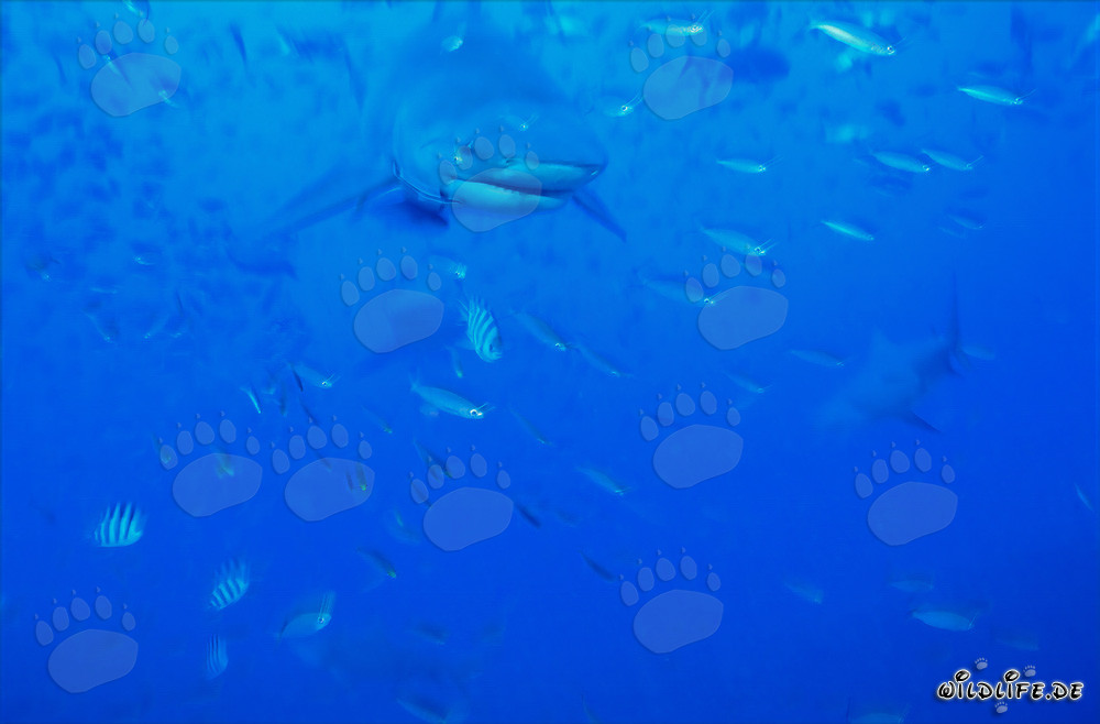 Bullenhai in der Beqa Lagoon