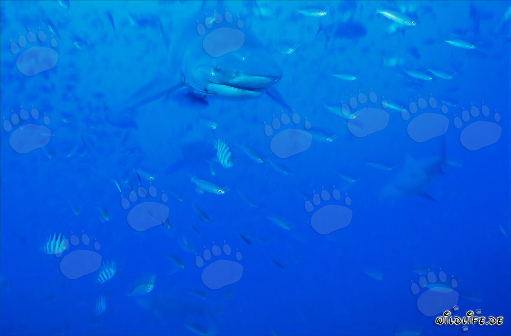 Requin-taureau dans la lagune de Beqa